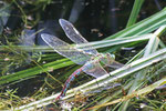 Große Königslibelle, weibl., Anax imperator