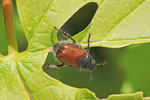 Gartenlaubkäfer, Phyllopertha horticola