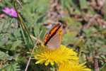 Kleiner Feuerfalter, Lycaena phlaeas