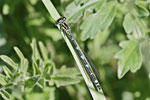 Hufeisen-Azurjungfer, Coenagrion puella