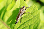 Berg-Raubfliege, Didysmachus picipes