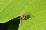 Honigbiene, Apis mellifera