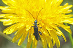 Grüner Scheinbockkäfer, männl., Oedemera nobilis