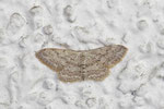 Grauer Zwergspanner, Idaea seriata
