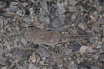 Blauflügelige Sandschrecke, Sphingonotus caerulans