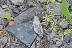 Blauflügelige Ödlandschrecke, Larve, Oedipoda caerulescens
