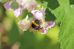 Helle Erdhummel, Bombus lucorum Gruppe