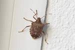 Marmorierte Baumwanze, Halyomorpha halys