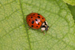 Asiatischer Marienkäfer, Harmonia axyridis, Farbform succinea