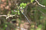 Blaugrüne Mosaikjungfer, Aeshna cyanea