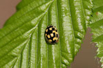 Vierzehnpunktiger Marienkäfer, Propylea quatuordecimpunctata