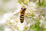 Große Schwebfliege, weibl., Syrphus ribesii