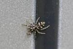 Zebraspringspinne, Salticus scenicus