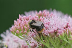 Wiesenhummel, Bombus pratorum