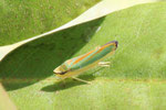 Rhododendronzikade, Graphocephala fennahi