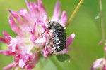 Trauer-Rosenkäfer, Oxythyrea funesta