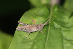 Grashüpfer, Larve, Chorthippus biguttulus-Gruppe