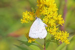 Faulbaumbläuling, Celastrina argiolus