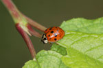 Asiatischer Marienkäfer, Harmonia axyridis, Farbform succinea