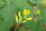 Wiesen-Platterbse , Lathyrus pratensis