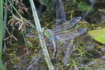 Große Königslibelle, weibl., Anax imperator