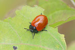 Pappelblattkäfer, Chrysomela populi