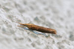 Zünsler, Agriphila tristella