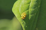 Zweiundzwanzigpunkt - Marienkäfer, Psyllobora vigintiduopunctata