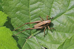 Gewöhnliche Strauchschrecke, Larve, Pholidoptera griseoaptera