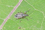 Gespornter Blattrüssler, Phyllobius calcaratus