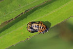 Marienkäfer, Puppe, Coccinellidae sp.
