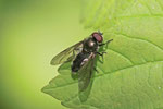 Gemeine Erzschwebfliege, männl., Cheilosia variabilis