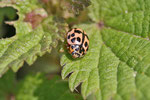 Kugeliger Marienkäfer, Oenopia conglobata
