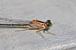 Grosse Pechlibelle, Ischnura elegans, Farbform rufescens