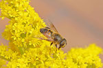 Mistbiene, männl., Eristalis tenax