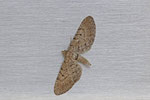 Großer Wacholder-Blütenspanner, Eupithecia intricata