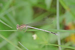 Blaue Federlibelle, männl., Platycnemis pennipes