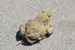 Erdkröte, Bufo bufo