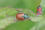 Gartenlaubkäfer, Phyllopertha horticola