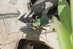 Feld-Sandlaufkäfer, Cicindela campestris