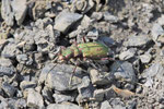 Feld-Sandlaufkäfer, Cicindela campestris