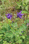 Gewöhnliche Akelei, Aquilegia vulgaris