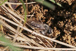 Weidensandbiene, Andrena vaga