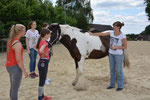 Beim Massagelehrgang wurden unsere Pferde richtig verwöhnt!