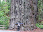 Unglaublich, fantastisch...die Redwoods im Norden Kaliforniens!