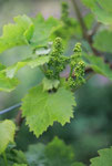 fleur-de-vigne