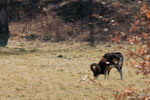 mâle mouflon adulte