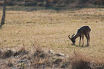 jeune mouflon mâle