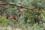 Un jeune cerf traverse devant nous avec un plus grand en arrière plan dissimulé derrière les branches.