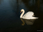Cygne